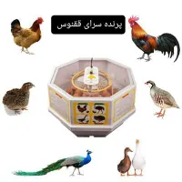جوجه