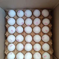 تخم مرغ روز|خوردنی و آشامیدنی|مشهد, تربیت (صدف)|دیوار