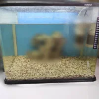 آکواریوم ماهیران