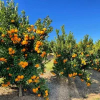 لیمو خوشه ای نارنگی خوشه و پرتقال