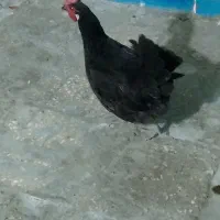 اهواز کوت عبدالله|حیوانات مزرعه|کارون, |دیوار