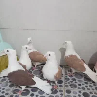 شونی مرکبی پل دختر