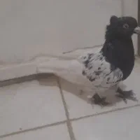 کبوتر کله سیاه|پرنده|شیراز, ارم|دیوار