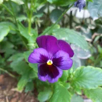 نیازمندی ها