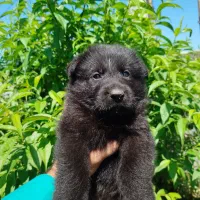 ژرمن شپرد شولاین