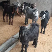 بزو بزغاله فروش|حیوانات مزرعه|آبدانان, |دیوار