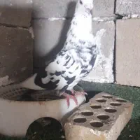کبوتر