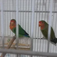 ۴عدد کوتوله صورت هلویی فروشی