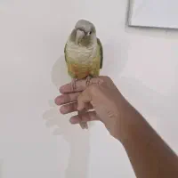 طوطی گرینچیک سخنگو