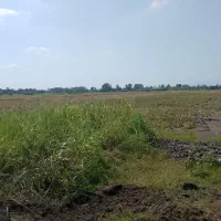 زمین کشاورزی برنج کاری ۳۰۰۰ متر در روستای  دستک|فروش زمین و ملک کلنگی|کیاشهر, |دیوار