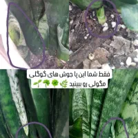 گل گیاه|گل و گیاه طبیعی|بهارستان, |دیوار