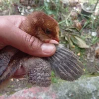 جوجه نیمچه دورگه گلپایگان