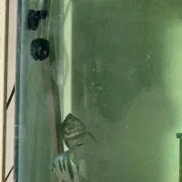 انواع ماهی گلدفیش بوفالو کوریدوراس دیسکس کوی و...|ماهی|مشهد, کوی راد|دیوار