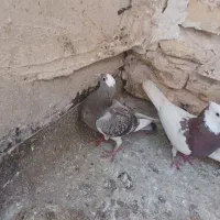 کفترالمانی وطوقی|پرنده|مشهد, جانباز|دیوار