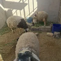 گوسفند زنده بره نر