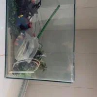 آکواریوم شیشه خم|ماهی|پرند, فاز ۶|دیوار