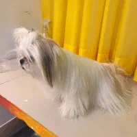 شیتزوسوپرفلت