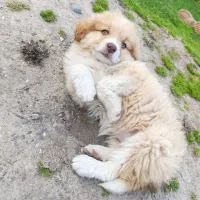 سگ پامر پشمالو