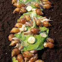 حلزون اچاتینا