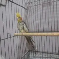 طوطی برزیلی مرغ عشق فنچ عروس هلندی قناری کبوتر