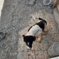 سک قدر جونی