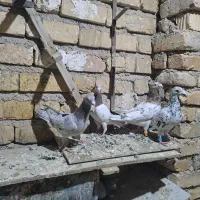 سرور پلاکی|پرنده|مرودشت, رودبال|دیوار