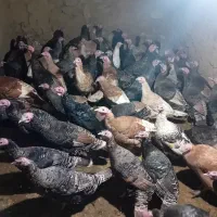 حیوانات بوقلمون اصل|حیوانات مزرعه|دره رود, |دیوار