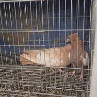 جفت سینه زرد سینه سرخ|پرنده|شیراز, کاراندیش|دیوار