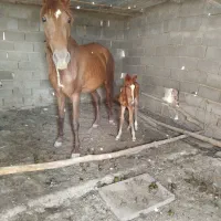 مادیان سه ساله