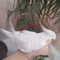 عروس هلندی|پرنده|سیرجان, |دیوار