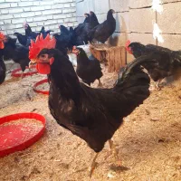خروس سیاه وارداتی از روسیه نژاد استرانلوپ