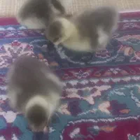 جوجه قوغاز|حیوانات مزرعه|گرگان, |دیوار