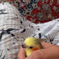 گمشده