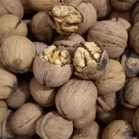 گردو خشک و پر چرب