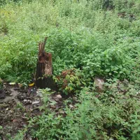 یک قطعه زمین مسکونی