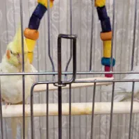 عروس هلندی|پرنده|شوش, |دیوار