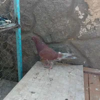 کفتر کاشونی سرخ|پرنده|نجفآباد, کهریزسنگ|دیوار