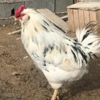 خروس گلین لری پنگوئنی چهل تاج ریشو