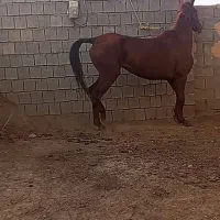 مادیان ونریان