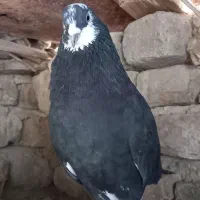 همه نوع کفتر دونه ای ۱۰۰|پرنده|هرسین, |دیوار