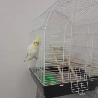 عروس هلندی کاملا سالم