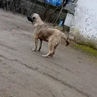 توله سرابی 8ماهه