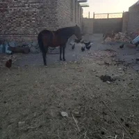 اسب