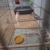 جفت قناری طوطی کوتوله فنچ سهره عروس هلندی|پرنده|خمینی‌شهر, |دیوار