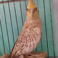 جفت عروس هلندی مولد سابقه جوجه