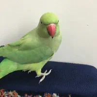 طوطی ملنگو نر معاوضه با قناری یا سهره|پرنده|تهران, جوادیه تهرانپارس|دیوار