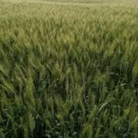 اجاره زمین کشاورزی،