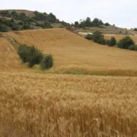 اجاره 4 هکتار زمین کشاورزی