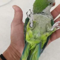 راهب ملنگو سنگال