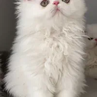 گربه  پرشین  سوپر فلت پسر ۳ ماهه|گربه|تبریز, |دیوار